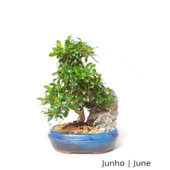 Bonsai | Luso Bonsai | Carmona Macrophyla de 12 anos com Rocha - 1