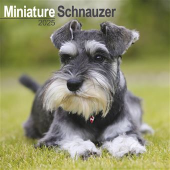 Schnauzer Miniature Calendar 2025 | Square Dog Breed Wall Calendar - MONDAY START GRID - 1