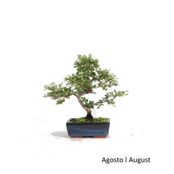 Bonsai | Luso Bonsai | Ulmeiro de 8 anos - 1