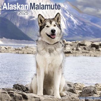 Alaskan Malamute Calendar 2025 | Square Dog Breed Wall Calendar - 16 Month - 1