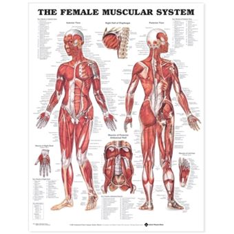 The Female Muscular System Anatomical Chart - Wallchart - 2001 - 1