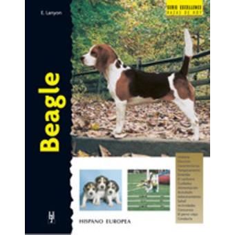 Beagle (excellence) - 1
