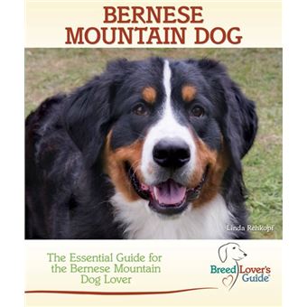 Bernese Mountain Dog - 1