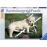 Puzzle Golden Retriever (500 peças)_0