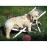 Puzzle Golden Retriever (500 peças)_1