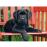 Puzzle The Black Dog (500 Peças)_1