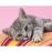 Puzzle Grey Kitten (500 Peças)_1