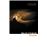 Dracula (Collins Classics)_0