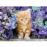 Puzzle Gattino Rosso (500 Peças)_1