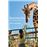 American Zoo_0