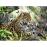 Puzzle Jaguar Junior (500 peças)_1
