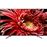 Smart TV Android Sony UHD 4K HDR KD55XG8596BAEP 140cm_0