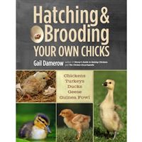 Hatching and brooding your own chic