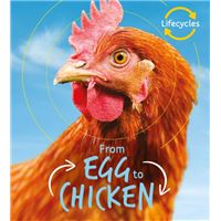 Lifecycles: egg to chicken