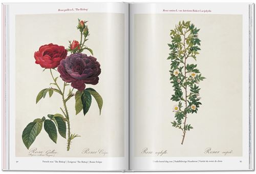 Pierre-Joseph Redouté - Roses: The Complete Plates 1817 - 1824