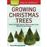 Growing christmas trees_0
