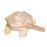 Sound Frog 8cm Terre_0