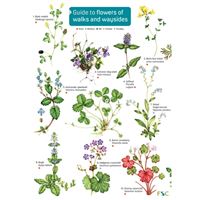 Guide to flowers of walks and waysi