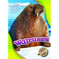 Walruses