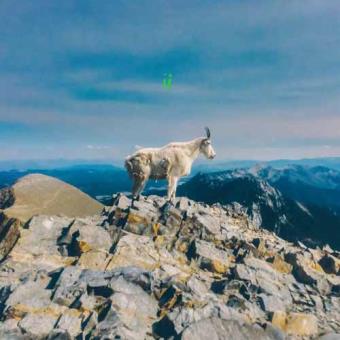 II (Limited Edition) (Neon Green Vinyl)