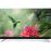 Smart TV Android TCL UHD 4K U55C7006 139cm_0