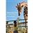 American zoo_0