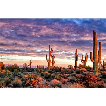 Le désert de la patience... et les fleurs de la victoire - 1