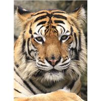 Carnet - Tigre