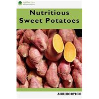 Nutritious Sweet Potatoes