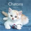 Calendrier Chatons 2026