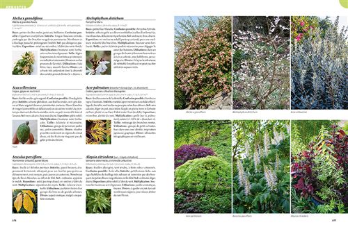 cassis plants Buy Achillea Cassis Online Mail Order Plants UK Nursery – Champion Plants main image 0