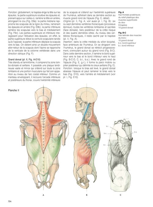 Anatomie artistique - broché - Alberto Lolli, Mauro