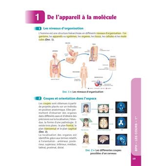 Guide Bac ST2S - Spécialité Chimie, Biologie et Physiopathologies humaines 1re/ Tle - Réflexe - N° 7