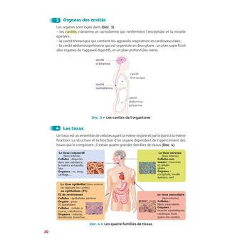 Guide Bac ST2S - Spécialité Chimie, Biologie et Physiopathologies humaines 1re/ Tle - Réflexe - N° 7