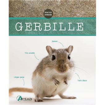 Gerbille - 1