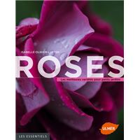 Roses, les meilleures variétés pour petits jardins