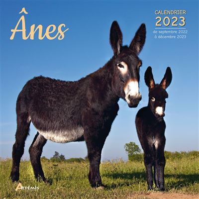 Donkeys - Calendriers 2020