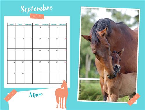 Calendrier mural 2022 de qualité supérieure - Format A3 - Chevaux Calendrier mural 2022 de qualité supérieure - Format A3 - Chevaux