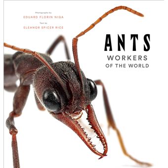 Ants - 1
