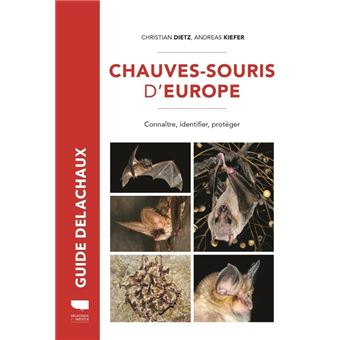 Arrière-plan De Clipart De Chauve-souris Vectoriel Libre | Vecteur Premium