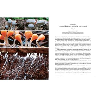 LIVRE : Hallucinants champignons, de Paul Stamets