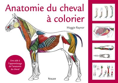 Anatomie du cheval à colorier : une aide à l'apprentissage de l'anatomie du cheval
