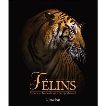 Félins - 1
