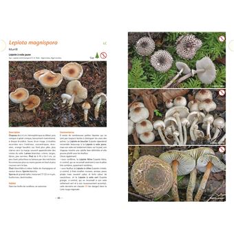 A la découverte des Champignons de Bourgogne-Franche-Comté