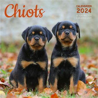 Calendrier Chiots 2024 - 1