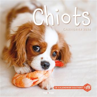 Calendrier 2025 des chiots Boxer