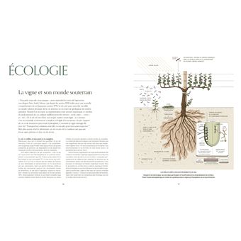 Mille vignes - relié - Pascaline Lepeltier, Livre tous les livres