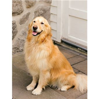 Je protège mon chien