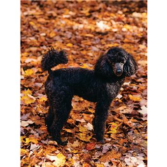 Je protège mon chien