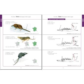 Insectivores et Rongeurs du Sud de la France